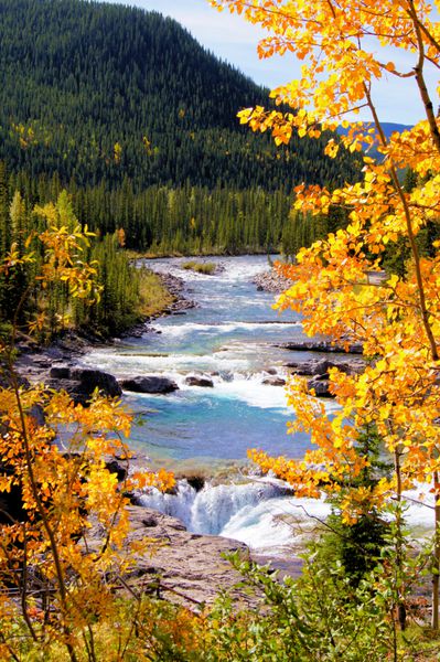 منظره رودخانه ای که توسط برگ های پاییزی زرد ساخته شده است