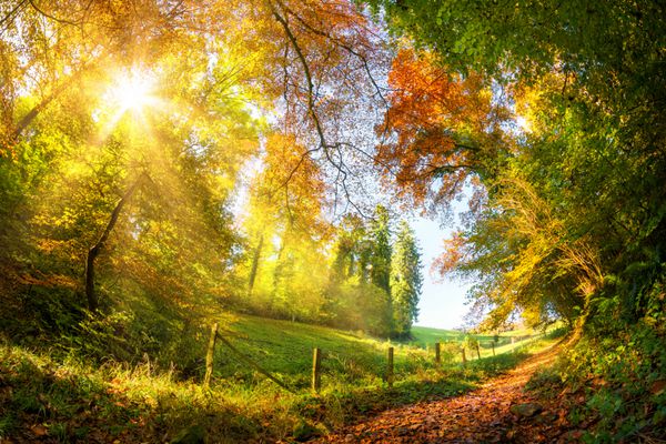 منظره پاییزی رنگارنگ با مسیری که از جنگل بر روی مراتع باز است و خورشید از درون شاخه های درختی می درخشد