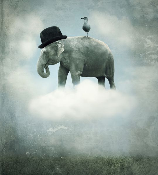 فانتزی پس زمینه سوررئالیستی با یک فیل با یک کلاه و یک گل که پرواز در یک ابر در آسمان