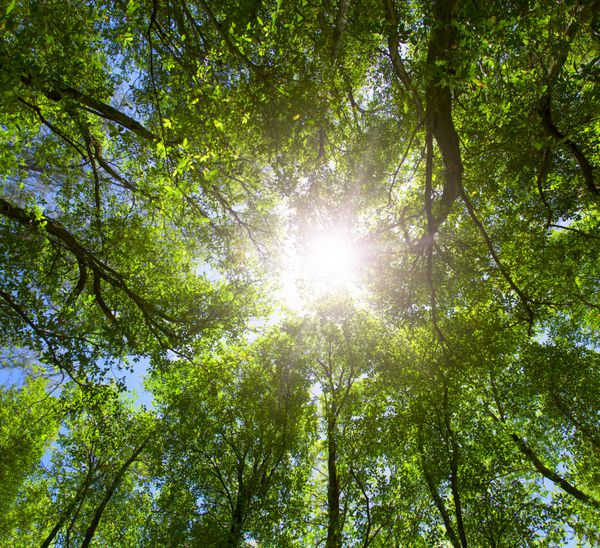جنگل سبز نور خورشید از طریق درختان تابستان