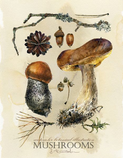 پوستر گیاهی شناخته شده آبرنگ دست چاپ آرم گل با قارچ طبیعت پاییز تصویر
