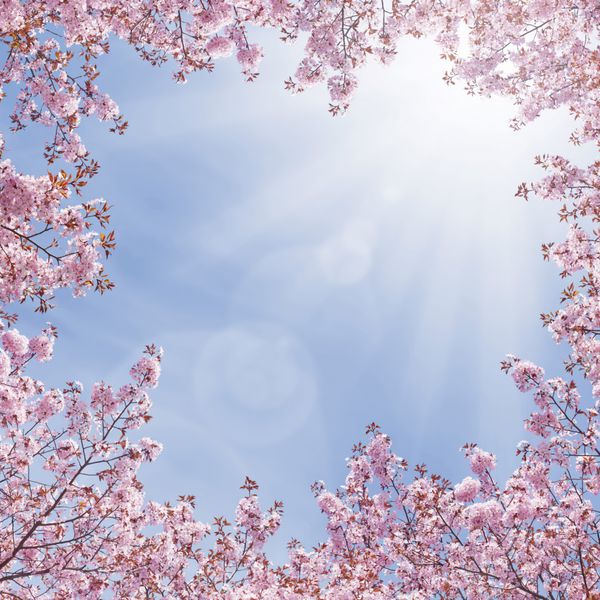 شکوفه درخت گیلاس