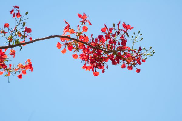 دلفون رجیا یا شعله درخت شاخه با گل قرمز و پس زمینه آبی رنگ