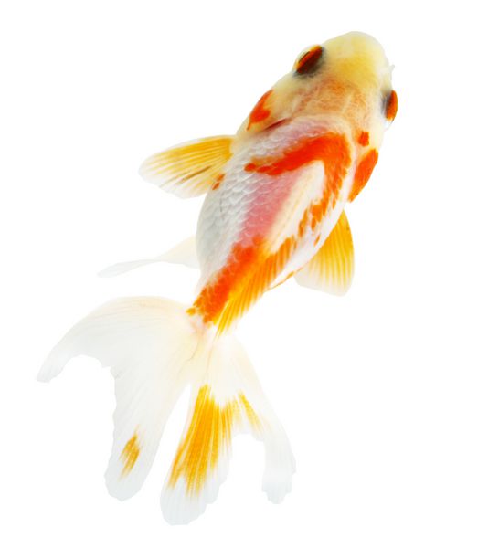 ماهی طلایی جداسازی روی سفید