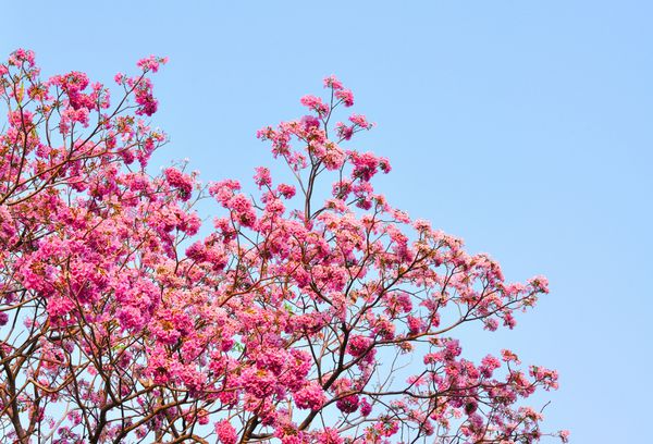 Flower Tebebuia ترومپت صورتی شکوفه Tabebuia rosea