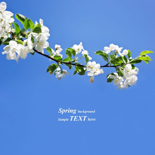 شکوفه های بهاره سفید در برابر آسمان آبی