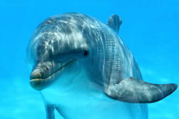 اقیانوس زندگی کنجکاو دلفین در حال مشاهده دوربین