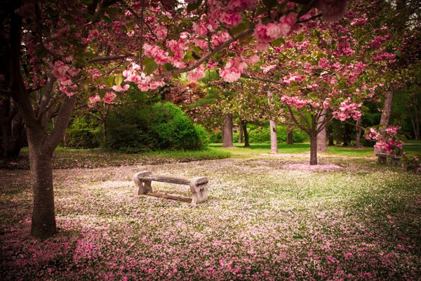 نیمکت باغ آرام احاطه شده توسط درختان شکوفه گیلاس