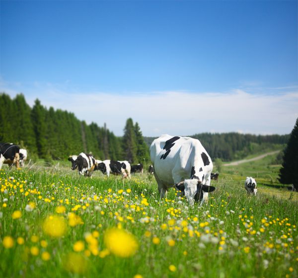 گاوها در یک روز آفتابی در یک چمنزار بهار می چسبانند