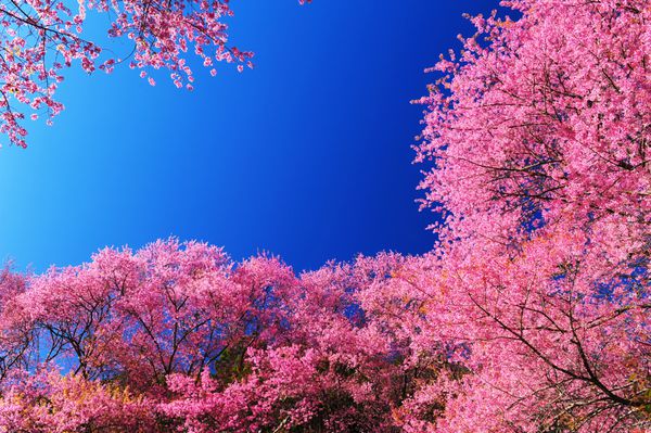 شکوفه های گیلاس به رنگ صورتی به رنگ آبی با پس زمینه آبی