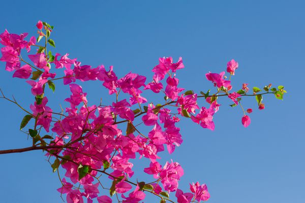 صورتی شکوفه ها در برابر آسمان آبی