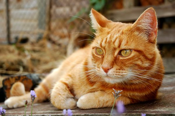 گربه آرامش بخش در باغ