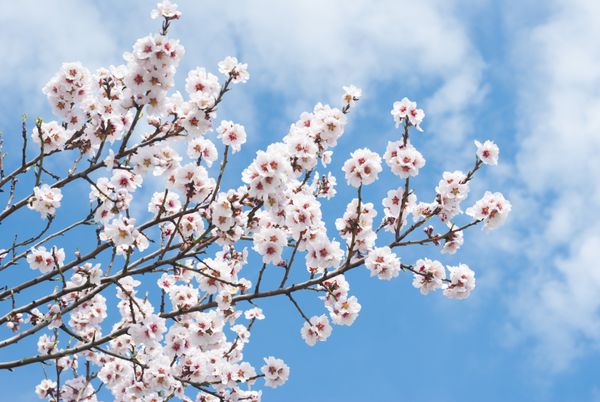 شکوفه های بادام زیبا آسمان آبی