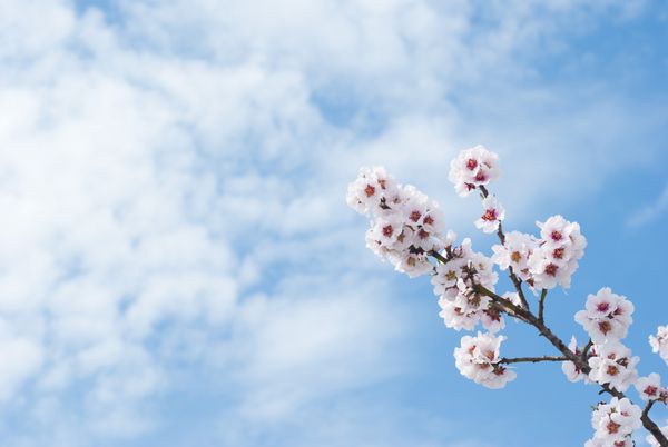 شکوفه های بادام زیبا آسمان آبی