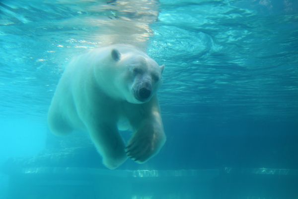 خرس قطبی زیر آب