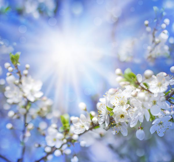 شکوفه های گیلاس بیش از پس زمینه طبیعت تیره گل بهار پس زمینه بهار با بوکه
