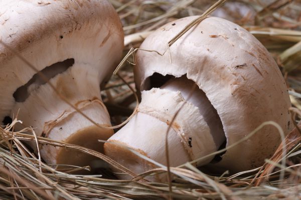 دو قارچ خوراکی در چمن چمن خشک افقی