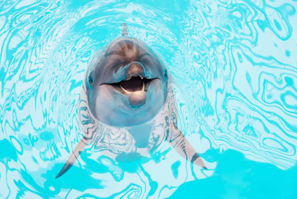شنا کردن دلفین در دلفیناریوم استخر