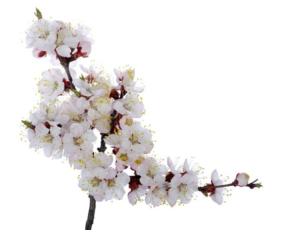 شکوفه های صورتی جدا شده بر روی سفید