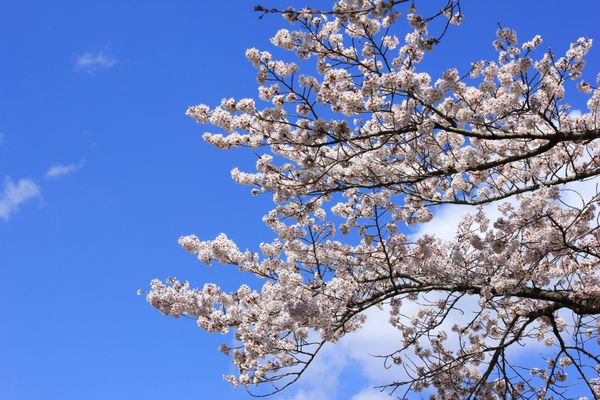 شکوفه گیلاس ژاپنی در بهار و آسمان زیبا