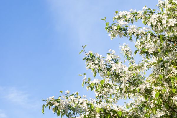 شکوفه درخت بهار گل های سفید بیش از آسمان آبی