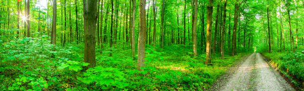 درختان جنگل پانوراما زمینه های نور خورشید طبیعت سبز سبز