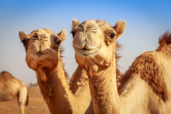 شتر در عربستان حیات وحش