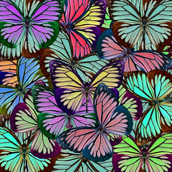 بافت زیبا از الگوی پس زمینه ساخته شده از جمع آوری پروانه رنگارنگ