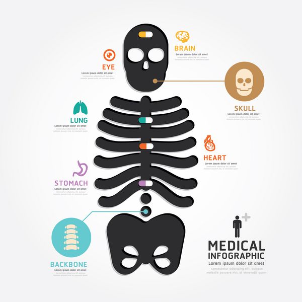 infographics بردار پزشکی جمجمه استخوان طراحی نمودار خط سبک سبک