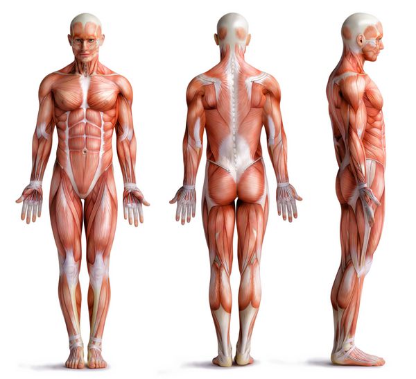 آناتومی بدن انسان از سه زاویه مختلف