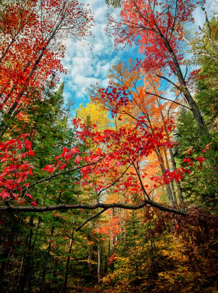 یک دیدگاه زاویه کم درختان پاییز رنگارنگ در جنگل