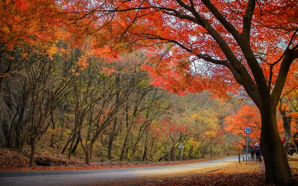 رنگ پاییز در پارک ملی Naejangsan کره جنوبی