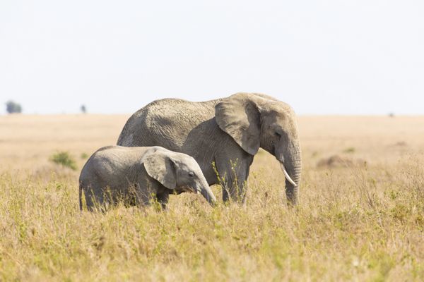 فیل فیل با فیل کودک در آفریقا
