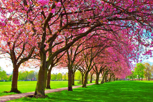 چمن سبز با درختان آلو صورتی شکوفا در پارک Meadows ادینبورگ چشم انداز بهار رنگارنگ