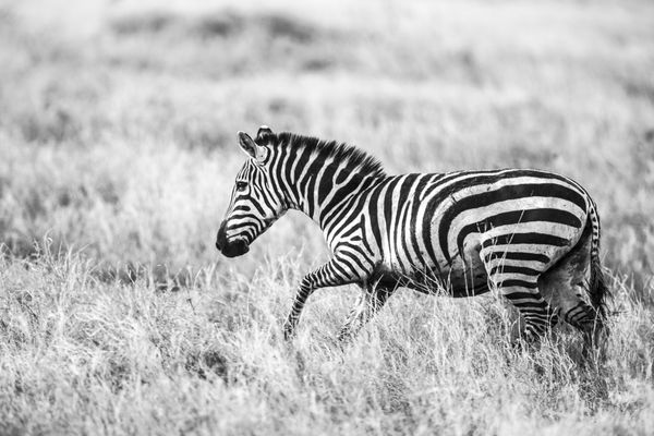 گورخر را در دشتهای بزرگ Serengeti اجرا کنید