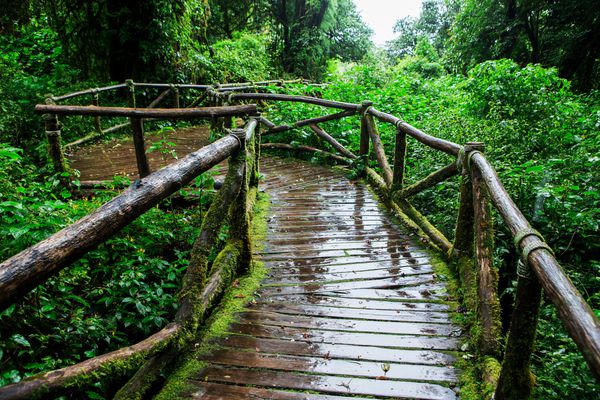 جنگل های بارانی زیبا در دنباله طبیعت ang ka و در doi inthanon پارک ملی تایلند