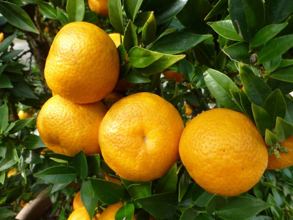 نارنگي هیبرید بین نارنگی و پرتقال شیرین است