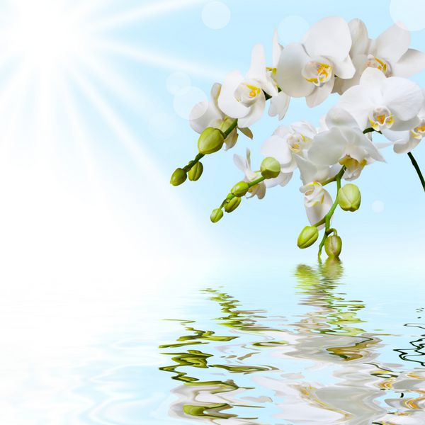 فلاونوپسی گلرنگ سفید سفید زیبا با آب مخلوط در آب انعکاس یافته است