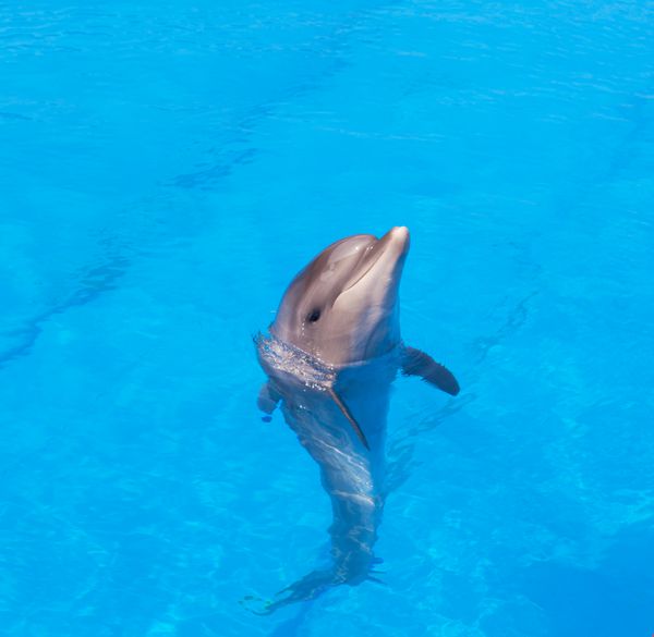 دلفین یک افالین در آب آبی