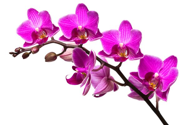 orchid جدا شده بر روی زمینه سفید