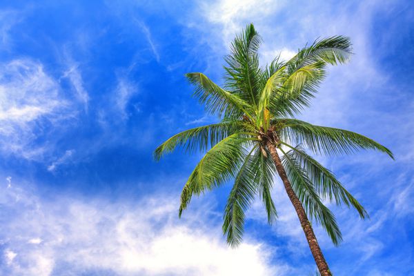 درخت پالم در آسمان آبی