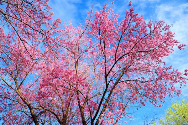 شکوفه گیلاس بهار