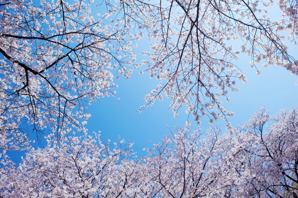 شکوفه های گیلاس زیبا با آسمان آبی روشن در پس زمینه