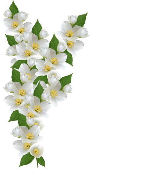 شاخه گل یاسمن جدا شده بر روی زمینه سفید