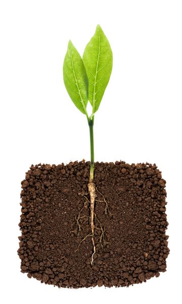گیاه رشدی با ریشه زیر زمینی قابل مشاهده است