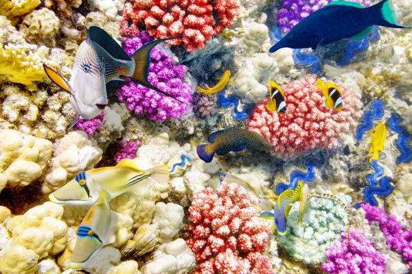 دنیای زیر آب با شکوه و زیبا با مرجان ها و ماهی های گرمسیری