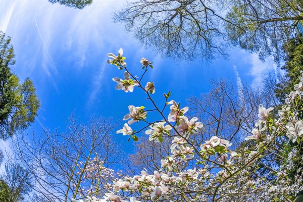 درختان ماگنولیا در زیر آسمان آبی شکوفه می کند