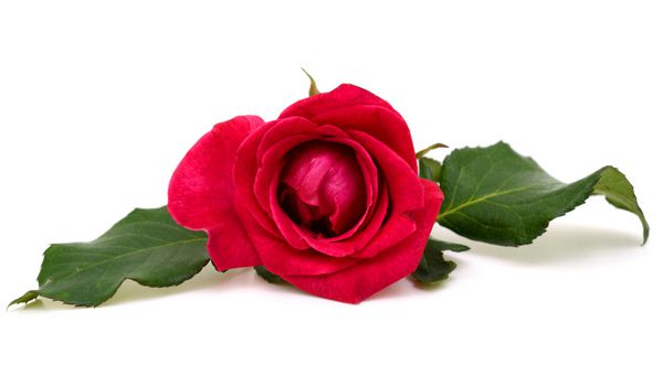 گل رز قرمز جدا شده بر روی زمینه سفید