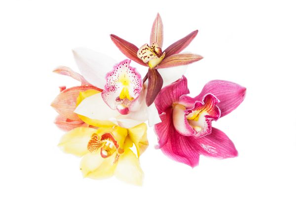 گروه زیبا از cymbidium گل orchid نزدیک جدا شده بر روی زمینه سفید