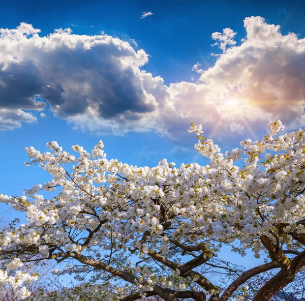 گل گل ساکورا در پس زمینه آبی رنگ در پارک Keukenhof به عنوان پس زمینه استفاده می شود منظره زیبا در فضای باز در هلند اروپا